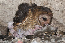Barn Owl (Tyto alba) ripping apart mouse prey to feed chicks in nest inside cave, Santa Cruz Island, Galapagos Islands, Ecuador