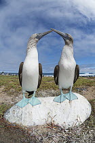Blue-footed Booby (Sula nebouxii) pair courting, Santa Cruz Island, Galapagos Islands, Ecuador