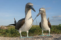 Blue-footed Booby (Sula nebouxii) pair courting using symbolic nest building material, Seymour Island, Galapagos Islands, Ecuador