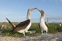 Blue-footed Booby (Sula nebouxii) pair in courtship dance, Seymour Island, Galapagos Islands, Ecuador. Sequence 1 of 7