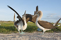 Blue-footed Booby (Sula nebouxii) pair in courtship dance, Seymour Island, Galapagos Islands, Ecuador. Sequence 4 of 7