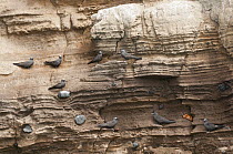 Brown Noddy (Anous stolidus) group on cliff, Punta Vicente Roca, Isabela Island, Galapagos Islands, Ecuador