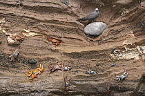 Brown Noddy (Anous stolidus) on cliff with Sally Lightfoot Crab (Grapsus grapsus) group, Punta Vicente Roca, Isabela Island, Galapagos Islands, Ecuador