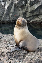 Galapagos Fur Seal (Arctocephalus galapagoensis) pup, Puerto Egas, James Bay, Santiago Island, Galapagos Islands, Ecuador