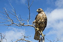 Galapagos Hawk (Buteo galapagoensis), Alcedo Volcano, Isabela Island, Galapagos Islands, Ecuador