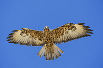 Galapagos Hawk (Buteo galapagoensis) flying, Alcedo Volcano, Isabela Island, Galapagos Islands, Ecuador