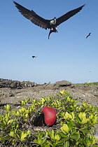 Great Frigatebird (Fregata minor) male displaying with gular pouch fully inflated while female flies over nest, Darwin Bay, Tower Island, Galapagos Islands, Ecuador