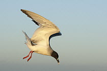 Swallow-tailed Gull (Creagrus furcatus) flying, South Plaza Island, Galapagos Islands, Ecuador