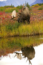 Moose (Alces alces) bull grazing near pond in tundra, North America