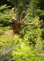 Elk (Cervus elaphus) bull with antlers in velvet browsing, North America