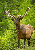 Elk (Cervus elaphus) bull with antlers in velvet, North America