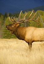 Elk (Cervus elaphus) bull bugling, North America