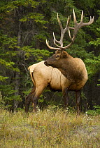 Elk (Cervus elaphus) bull, North America