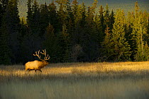 Elk (Cervus elaphus) bull in meadow, North America