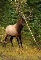 Elk (Cervus elaphus) bull scent marking sapling with antlers, North America