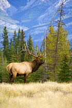 Elk (Cervus elaphus) bull in meadow, North America