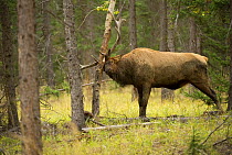 Elk (Cervus elaphus) bull scent marking tree with antlers, North America