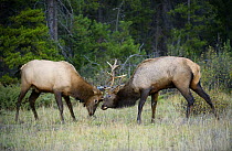 Elk (Cervus elaphus) bulls sparring, North America