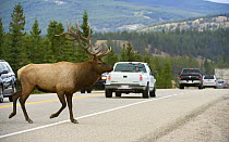 Elk (Cervus elaphus) bull crossing highway, North America