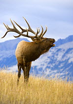Elk (Cervus elaphus) bull bugling, North America