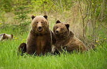 Grizzly Bear (Ursus arctos horribilis) mother and yearling, North America