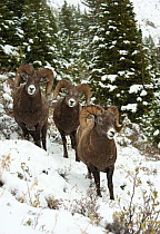 Bighorn Sheep (Ovis canadensis) rams in winter, North America