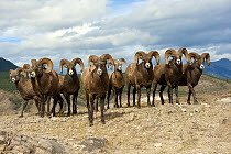 Bighorn Sheep (Ovis canadensis) rams in a line with one standing out front, North America