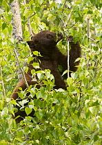 Black Bear (Ursus americanus) feeding on catkins in Aspen (Populus sp) tree, North America