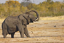 African Elephant (Loxodonta africana) taking a mudbath at a watering hole, Hwange National Park, Zimbabwe