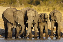 African Elephant (Loxodonta africana) herd drinking at a waterhole, Hwange National Park, Zimbabwe