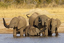 African Elephant (Loxodonta africana) herd at a waterhole, Hwange National Park, Zimbabwe