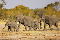 African Elephant (Loxodonta africana) herd with juveniles on the way to a waterhole, Hwange National Park, Zimbabwe