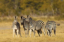 Burchell's Zebra (Equus quagga) herd, Hwange National Park, Zimbabwe