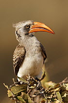 Bradfield's Hornbill (Tockus bradfieldi), Hwange-Nationalpark, Zimbabwe