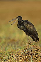 African Open-bill Stork (Anastomus lamelligerus) calling
