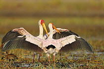 Yellow-billed Stork (Mycteria ibis) pair, Island in Chobe River National Park, Botswana
