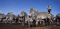 Burchell's Zebra (Equus burchellii) in mixed herd with Blue Wildebeest (Connochaetes taurinus) crossing Mara River, Masai Mara National Reserve, Kenya