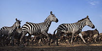 Burchell's Zebra (Equus burchellii) and Blue Wildebeest (Connochaetes taurinus) mixed herd running, Masai Mara National Reserve, Kenya