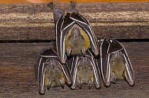 Lesser Short-nosed Fruit Bat (Cynopterus brachyotis) group sleeping , Singapore Zoo, Singapore