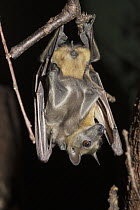 Straw-colored Fruit Bat (Eidolon helvum) and baby hanging