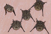 Proboscis Bat (Rhynchonycteris naso) group on wall, Cahuita National Park, Costa Rica