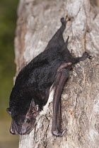 Yellow-bellied Pouched Bat (Saccolaimus flaviventris), Tolga Bat Hospital, Atherton, Queensland, Australia