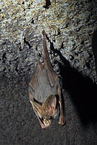 Ghost Bat (Macroderma gigas)