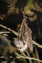 Ghost Bat (Macroderma gigas), Adelaide Zoo, Adelaide, Australia
