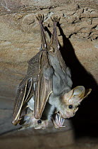Ghost Bat (Macroderma gigas) hanging pair, Desert Park, Alice Springs, Northern Territory, Australia
