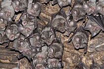 Halcyon Horseshoe Bat (Rhinolophus alcyone) group roosting, Sine-Saloum, Gambia