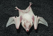 Seba's Short-tailed Bat (Carollia perspicillata) albinistic individual