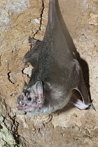 Vampire Bat (Desmodus rotundus)