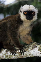 White-fronted Brown Lemur (Eulemur fulvus albifrons)