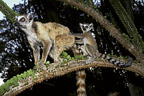 Ring-tailed Lemur (Lemur catta) with juvenile